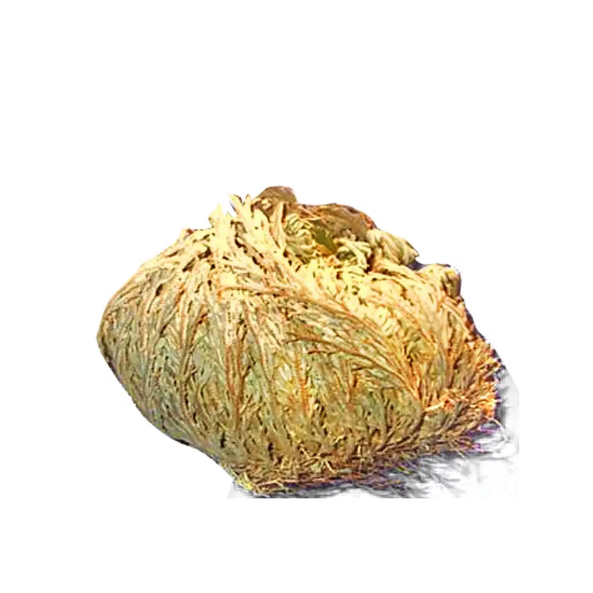 Rose of Jericho