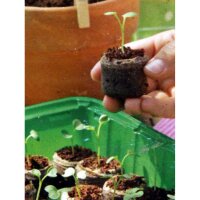 cultivation kit "window sill" - coco